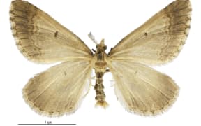 Asaphodes frivola - the little brown moth