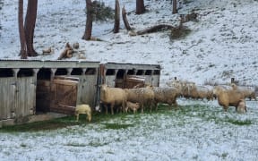 Snow on a farm at Wyndham, Southland, Thursday 6 October 2022.