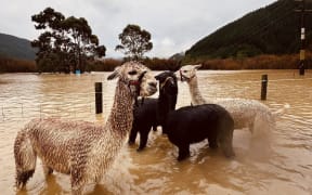 Floodwaters washed through Te Paranui Animal and Farm Sanctuary, near SH1 at Tuamarina, in Tasman, overnight between 27 and 28 June, 2025.