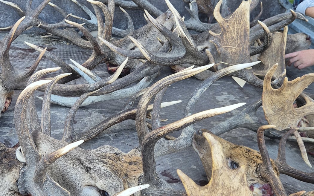 Hunters can also be judged for the best red deer, fallow buck and goat heads, and best boar tusks.