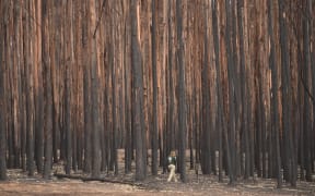 Humane Society International Crisis Response Specialist, Kelly Donithan looks for injured wildlife in a burnt out forest on Kangaroo Island on January 15, 2020.