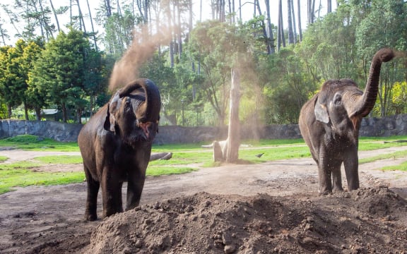 Asian elephants Burma and Anjalee will be moved from Auckland Zoo.