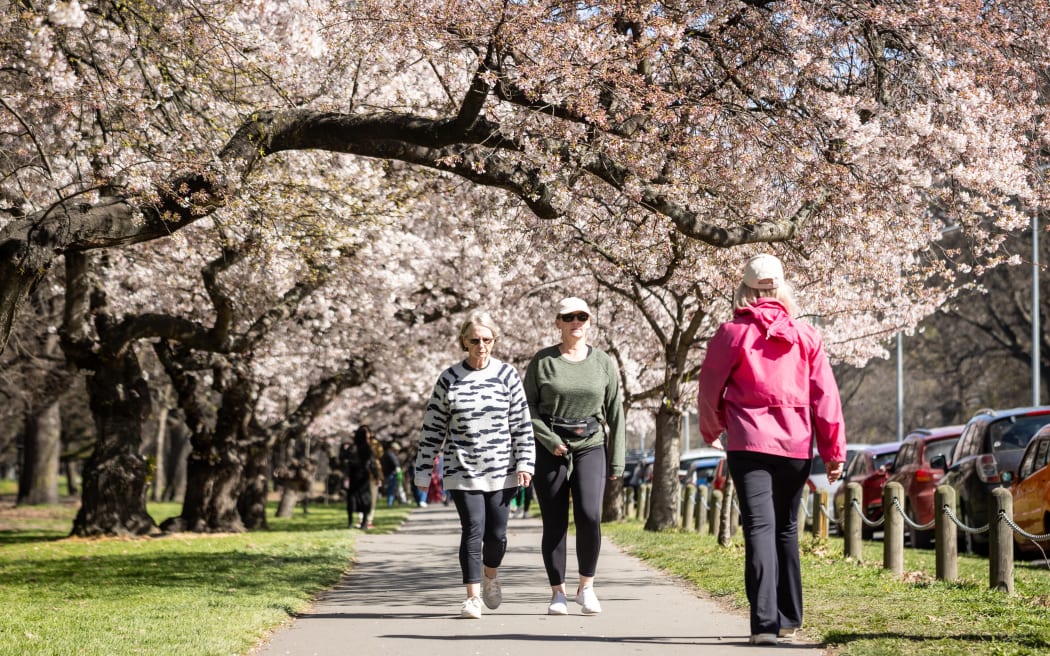 Hagley Park cherry blossoms