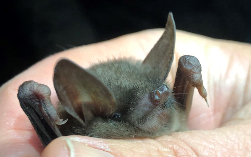 Picture of short tailed bat taken in Fiordland.