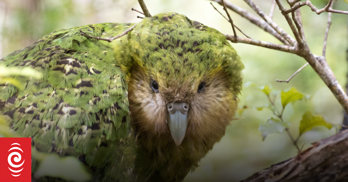 Auckland University group believes this season best in five decades for Kākāpō breeding