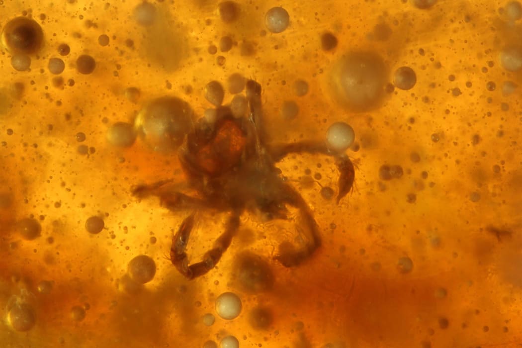 A small mite in amber that is filled with tiny air bubbles.