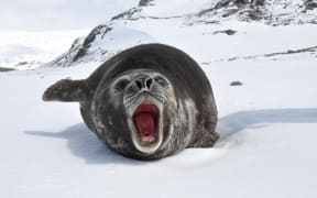 Southern Elephant Seal