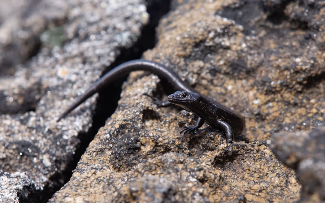 Fiordland skink