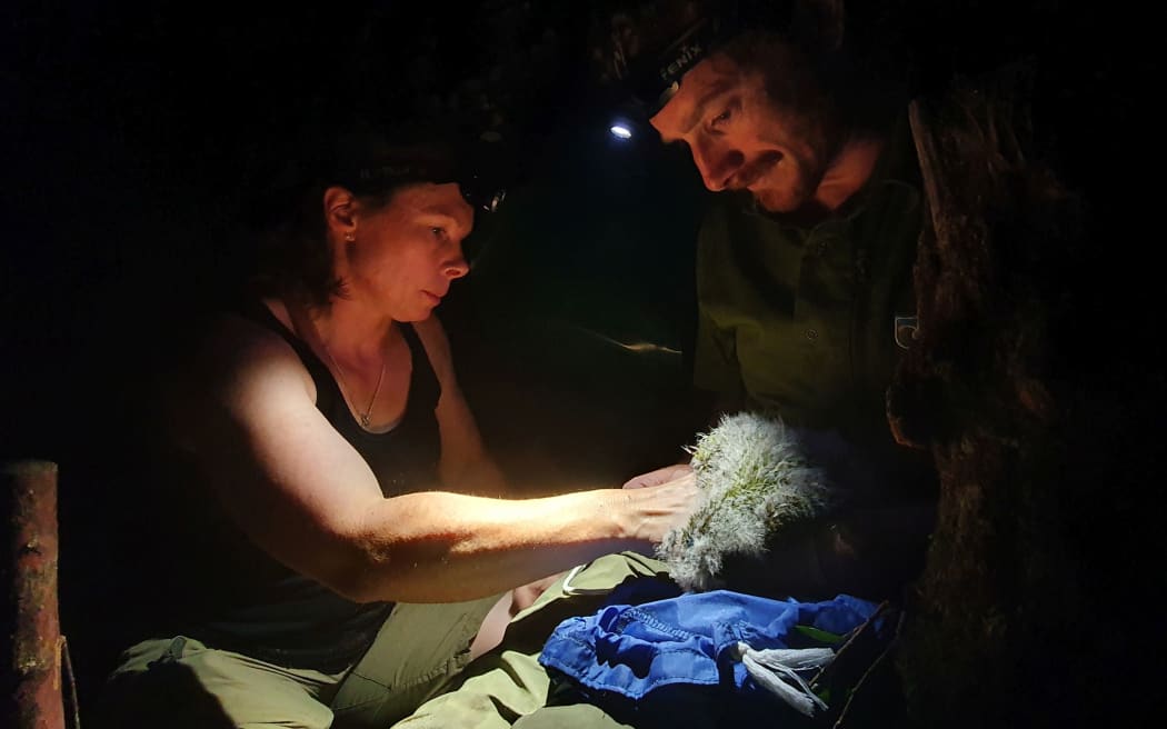 This photo is taken at night. On the left, Deirdre holds a fluffy chick in her hands, on the right, Scott shines his head torch on to the