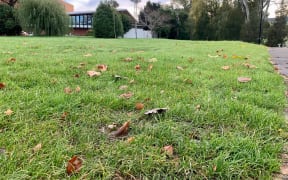 From lawn to luxury insect lodgings, this area of UC’s grounds is ready for conversion to a rewilding meadow as part of plans to increase campus biodiversity.