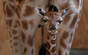 The female giraffe calf stands in front of her mother Kiraka.