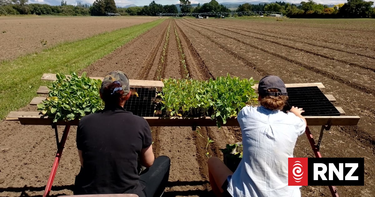 Canterbury organic vegetable farm loses $250,000 worth of crops in ...