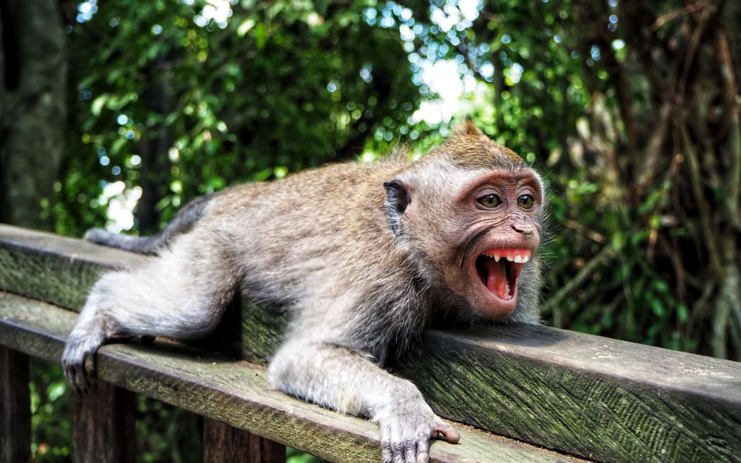 A monkey with its mouth open and teeth showing as if it were smiling.