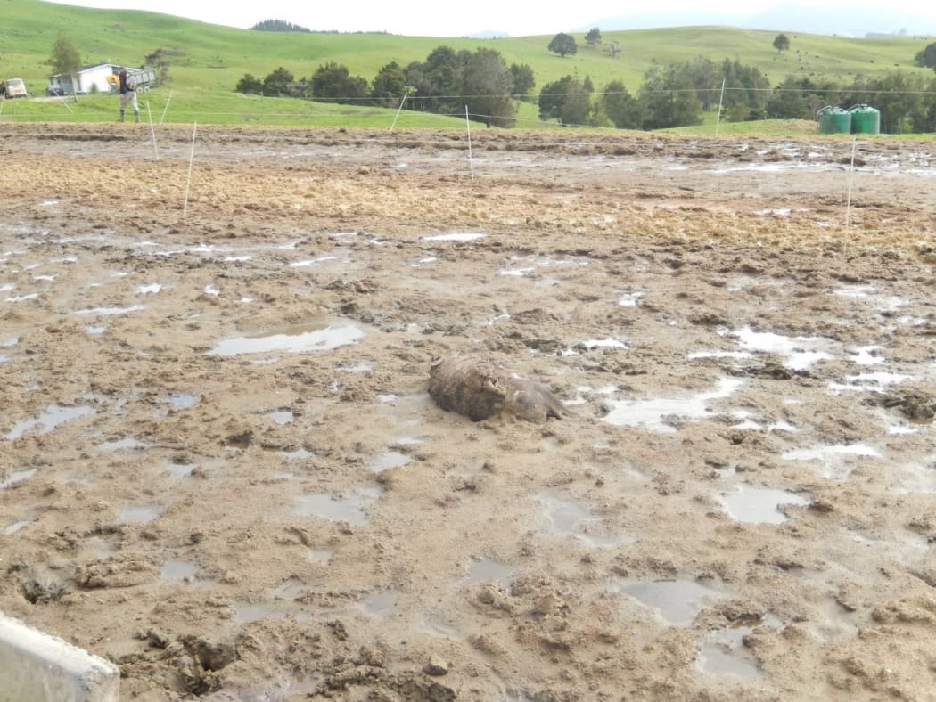 A cow's corpse on dairy effluent on a feed pad at a farm run by Clear Ridge Station in 2015.