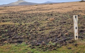 Feral pigs are rooting up pasture on the Chatham Islands.