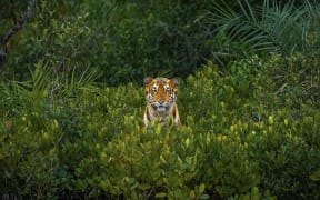 An image from the Mangrove Photography Awards, run by the Mangrove Action Project.