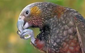 A Kākā at Zealandia Wildlife Reserve.