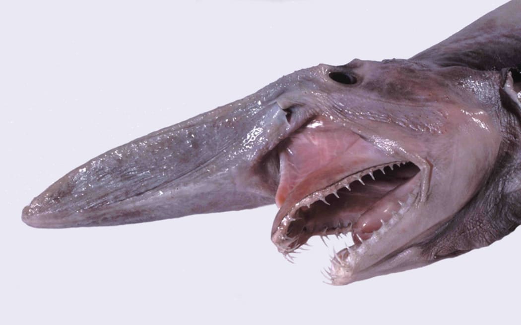 Head of a juvenile Goblin Shark