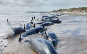 Dozens of whales are stranded on the beach at Arthur River, in Tasmania's far north-west.