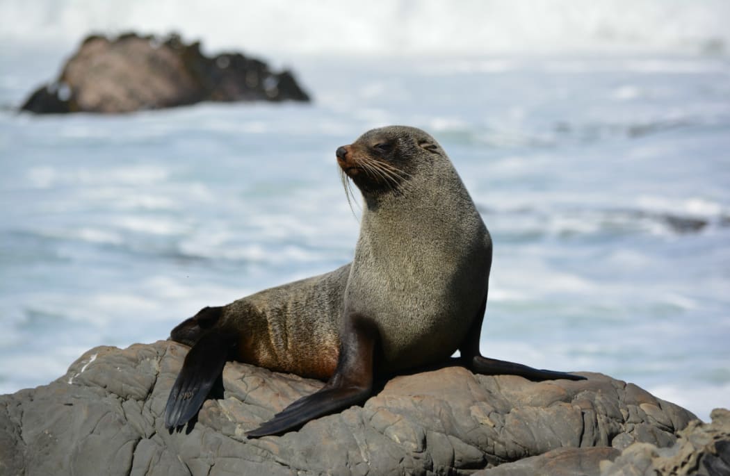 A kekeno, or New Zealand fur seal.