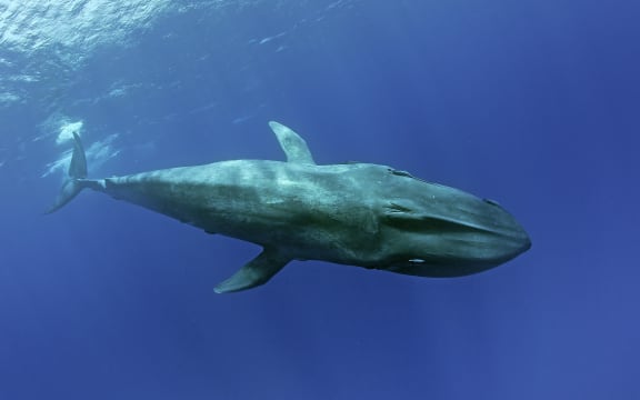 A blue whale in the Indian Ocean, possibly the pygmy sub-species.