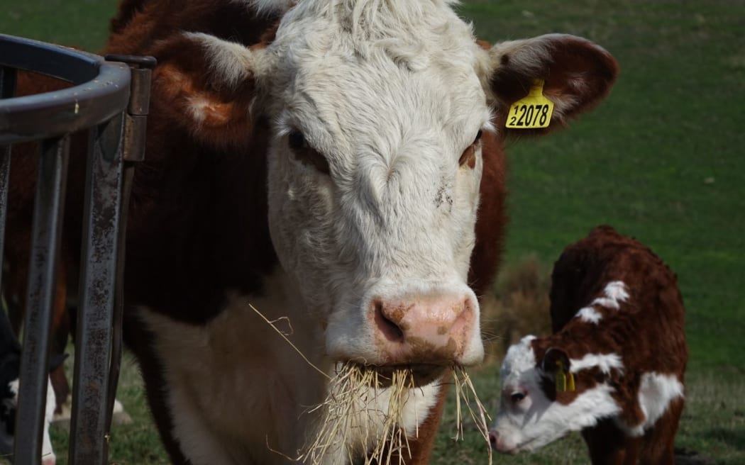 cattle beast