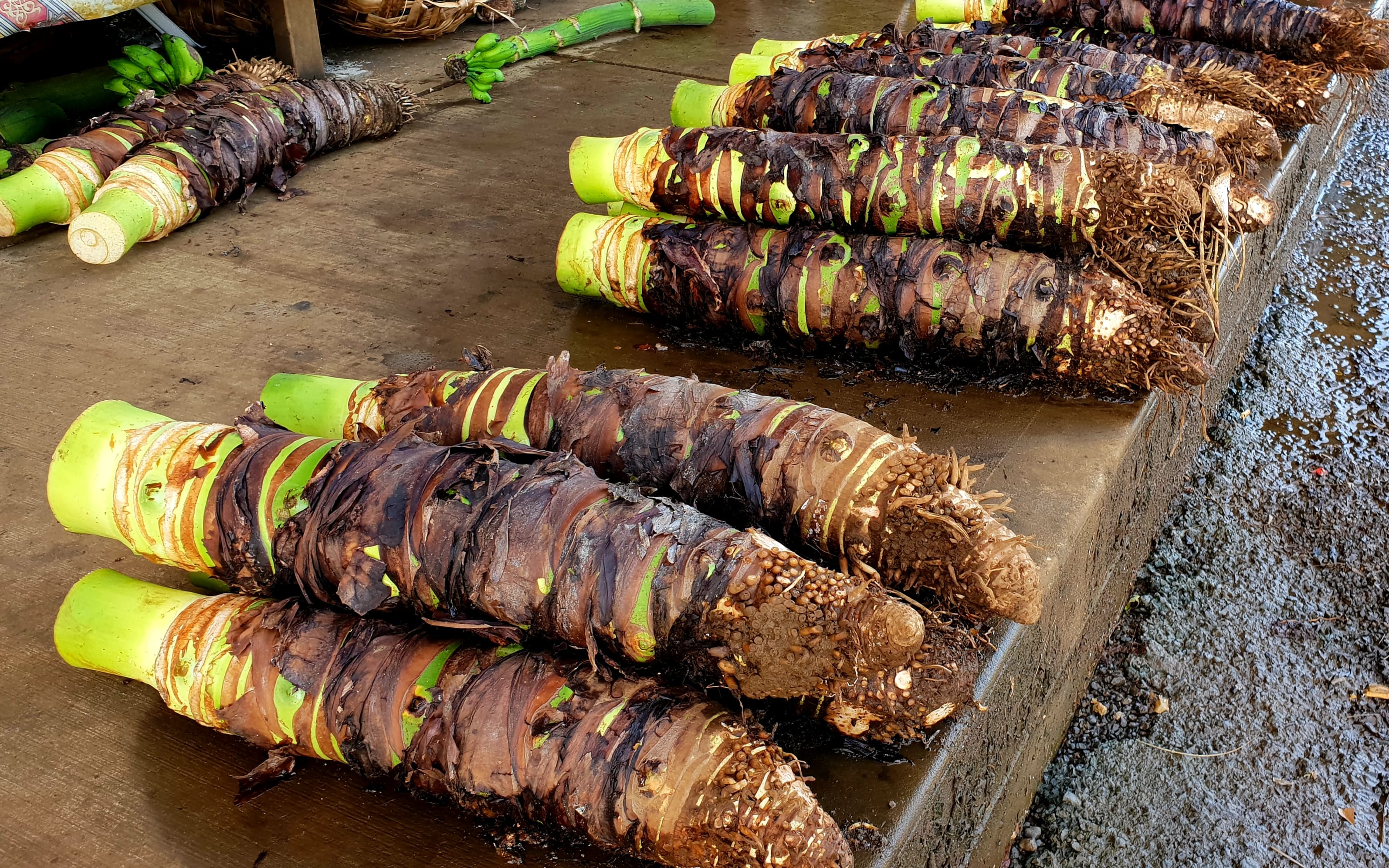 Giant yams at market.