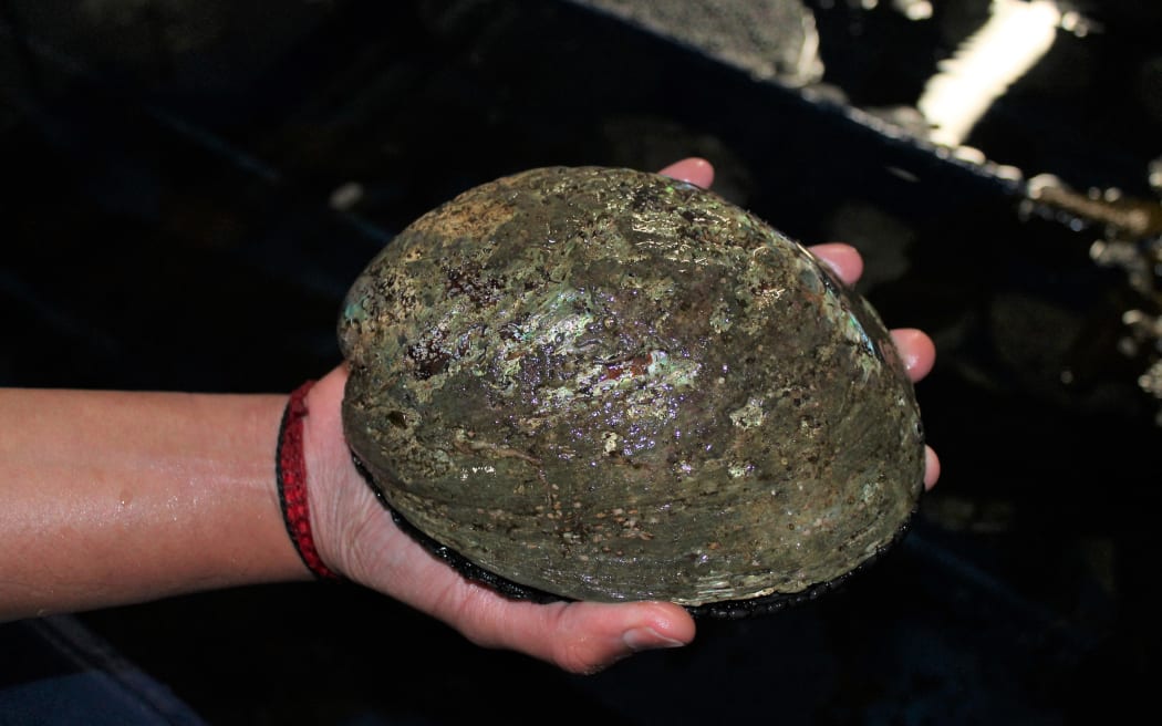 Paua breeding stock