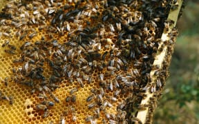 Picture of bees taken in Colomiers, southwestern France, on June 1, 2012.