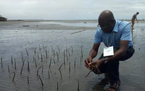 Aneej Deputy Director, Leo Atakpu planting of Mangroves at Korova community in Suva, Fiji to curb coastal as Civicus, 2017 gets underway