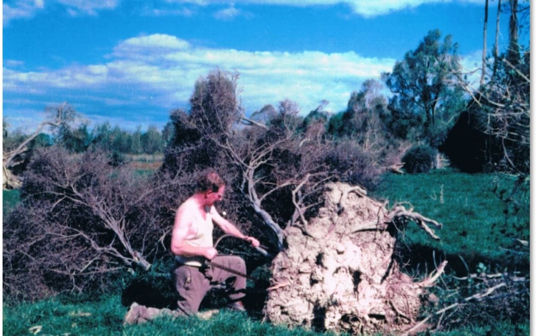 Arowhenua Bush restoration project