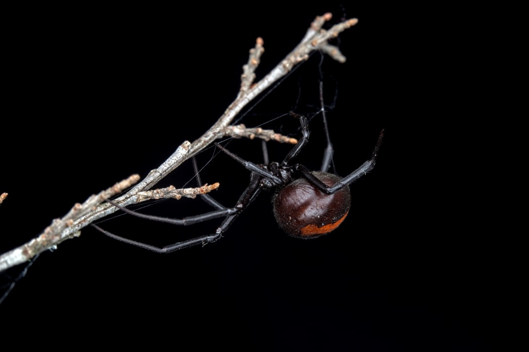 The Australian redback spider, Latrodectus hasseltii has already invaded parts of New Zealand.
