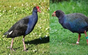 Takahē (right) are roughly twice the size of pūkeko, and flightless.