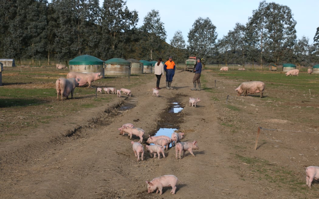 free range pig farm
