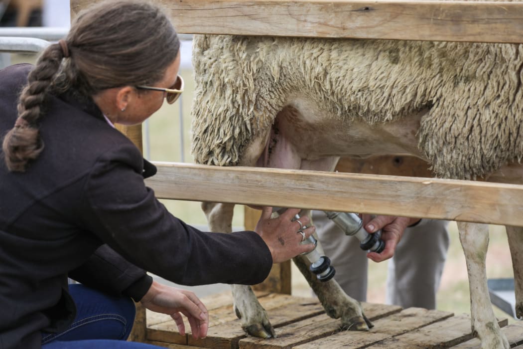 A Mid Canterbury sheep milking business is looking to expand.