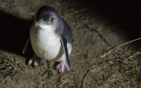 The little blue penguin is the world's smallest penguin, and generally comes ashore at night.