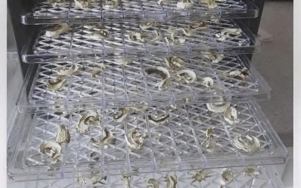 Patterson messaged her friends photos of dehydrated mushrooms.