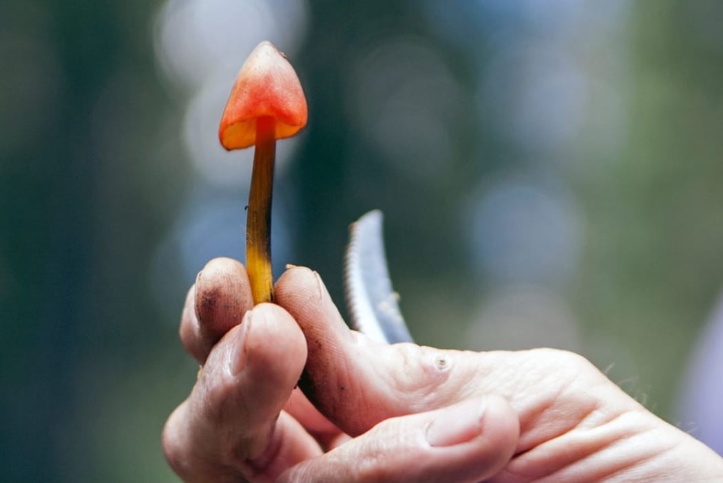 Foraging for mushrooms in the wild