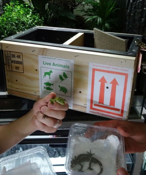 The jewelled geckos being prepared for return at Cologne Zoo.