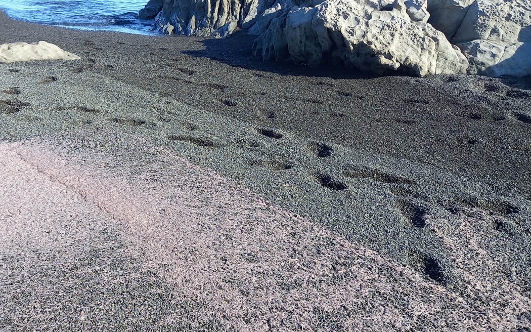 Krill at South Bay in Kaikōura.