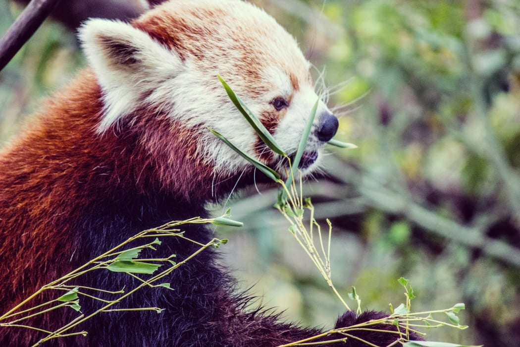 Red panda