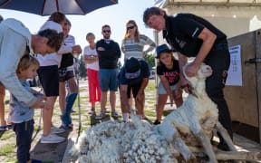 A sheep shearing demonstration at the Wanaka A&P Show