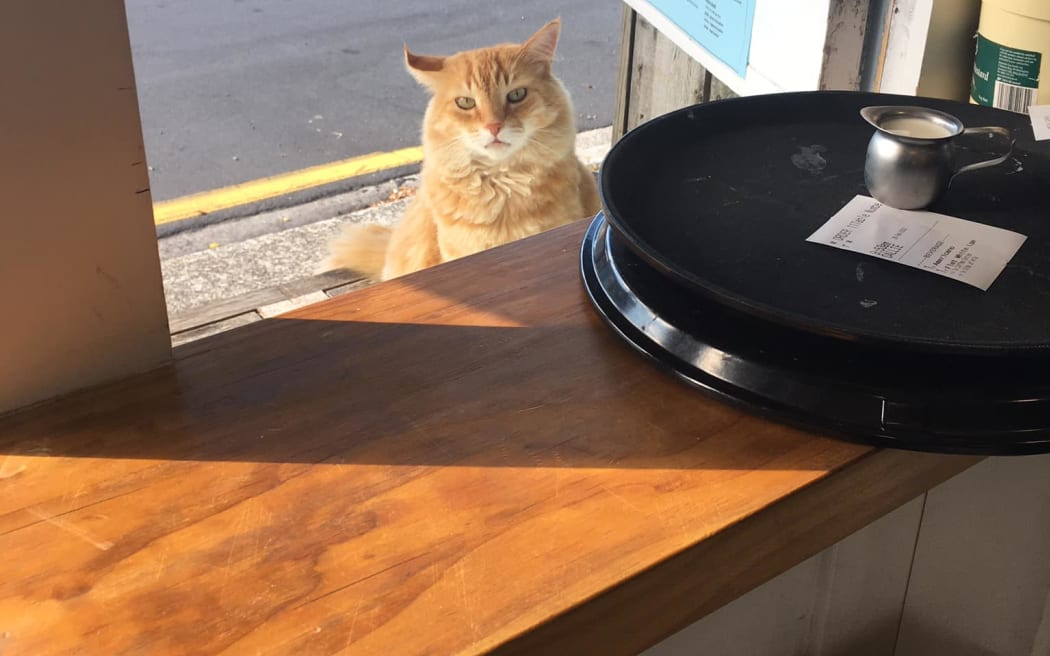 Helen waiting for his coffee outside Weta Cafe.