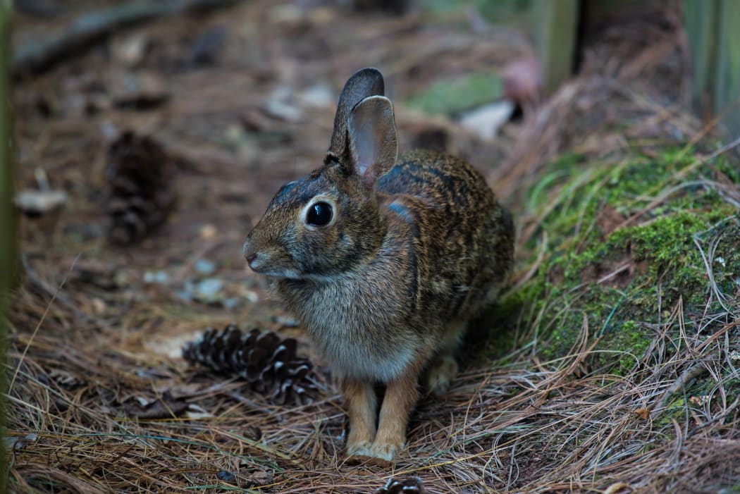Rabbit