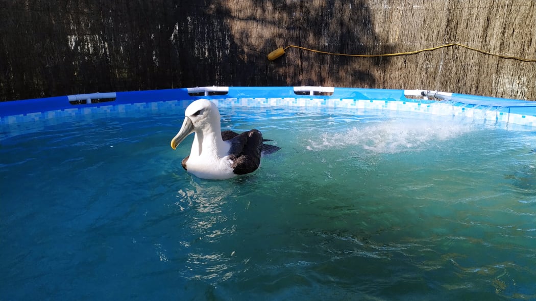Braveheart the Albatross