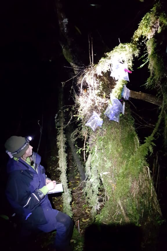 Leigh Roderick searches by torchlight in the frog study area. As she catches a frog she puts it in a plastic bag and hangs it in a tree to keep it safe.