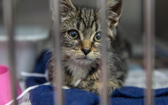A kitten waiting to be desexed at an Auckland SPCA.