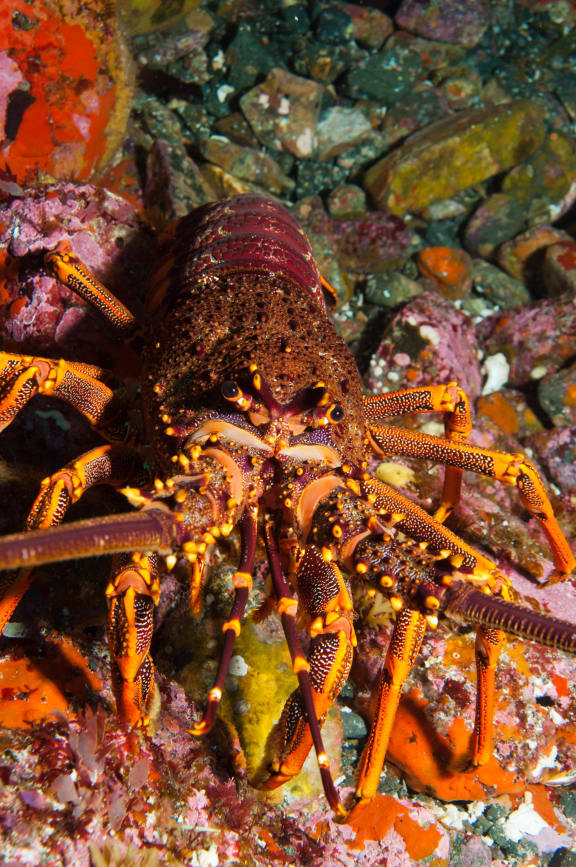 Large crayfish