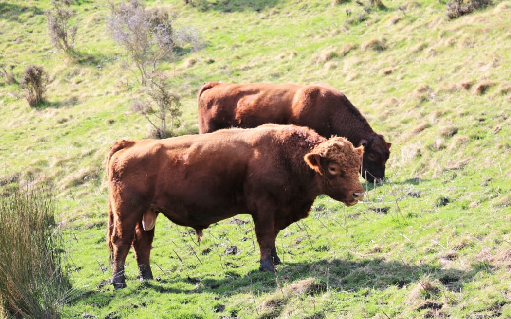 bulls grazing