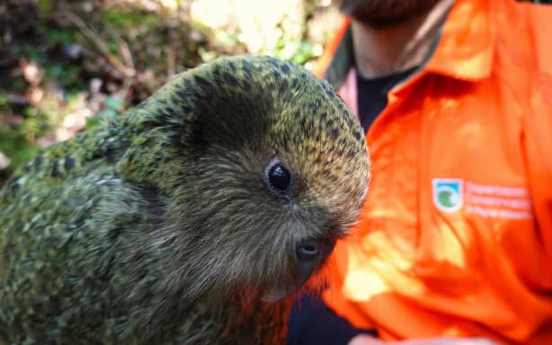 Kākāpō population soars to 325 | RNZ